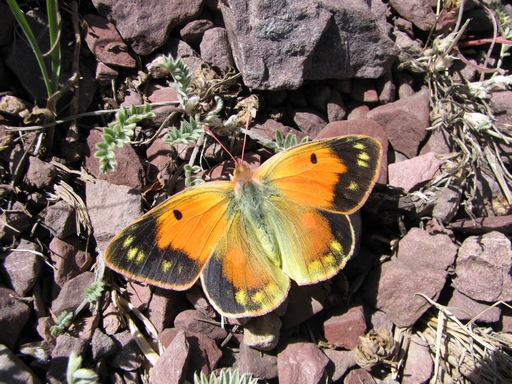 Colias romanovi